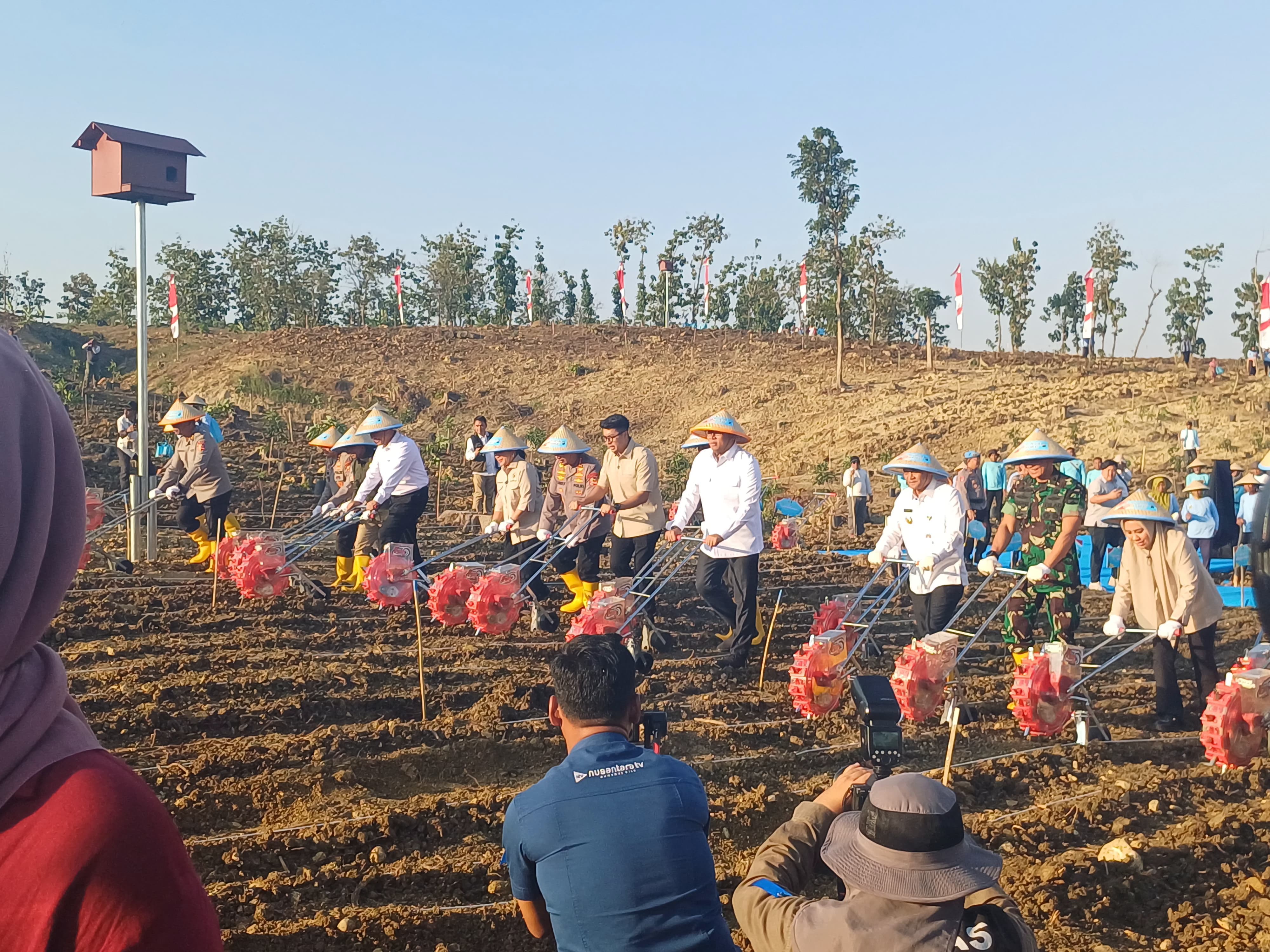 TANAM JAGUNG 2